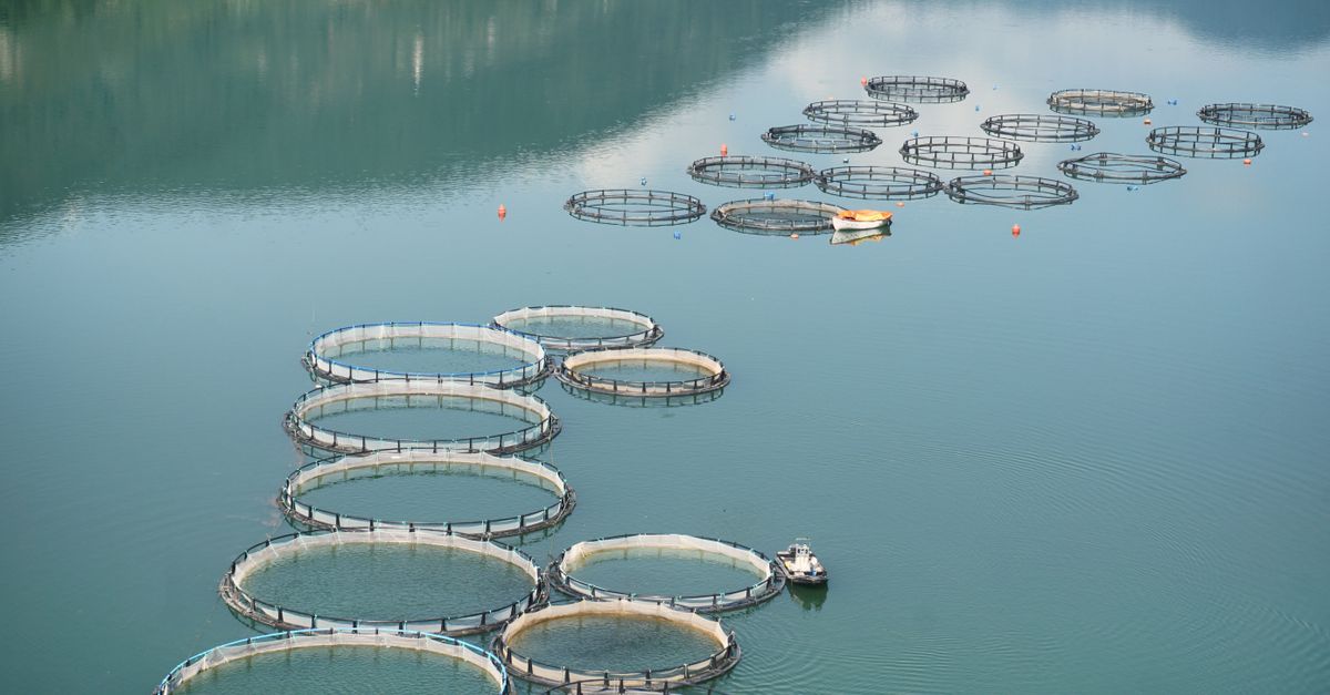 SENASA FIJA REGLAS PARA LA ACUICULTURA COMERCIAL DE PECES