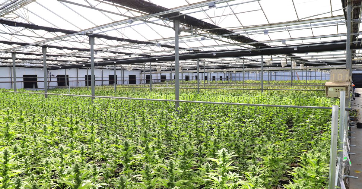 ARICCAME FIJA LICENCIAS PARA CÁÑAMO CON FIN HORTÍCOLA